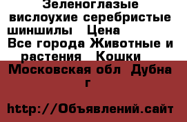 Зеленоглазые вислоухие серебристые шиншилы › Цена ­ 20 000 - Все города Животные и растения » Кошки   . Московская обл.,Дубна г.